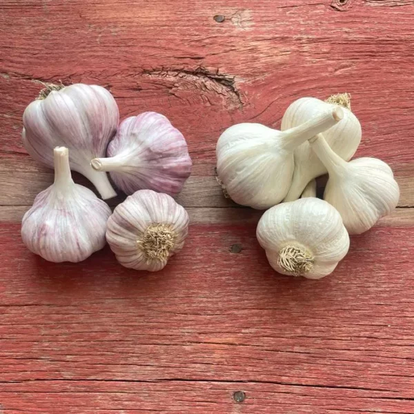 1st Time Garlic Grower's Package