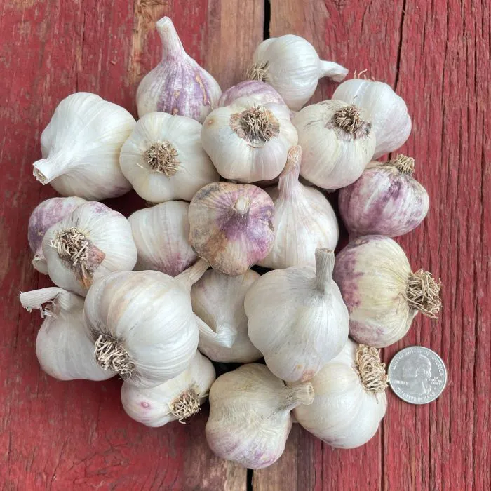 Green Garlic Seed - Keene Garlic
