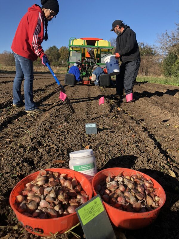 Quick Growing Instruction Keene Garlic