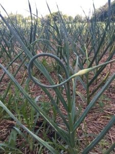 Keene Garlic Scape Garlic Scape ready to pick