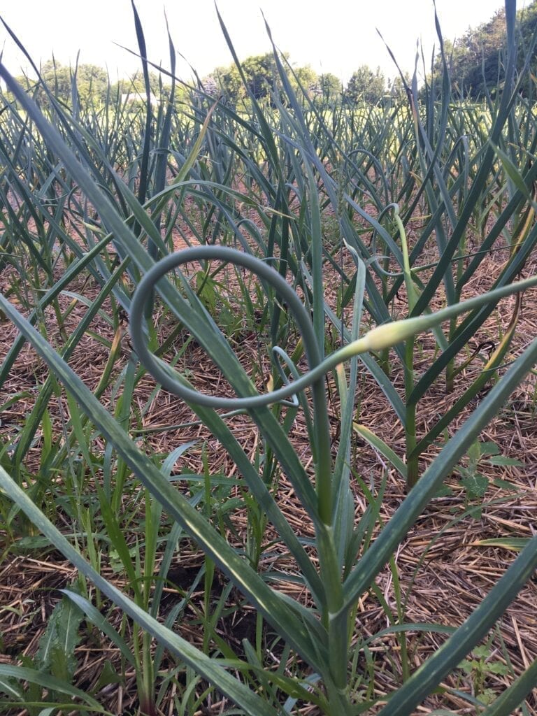 Garlic Scape ready to pick