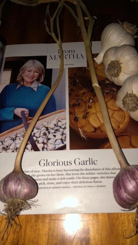 Martha Stewart Magazine on Growing Keene Garlic