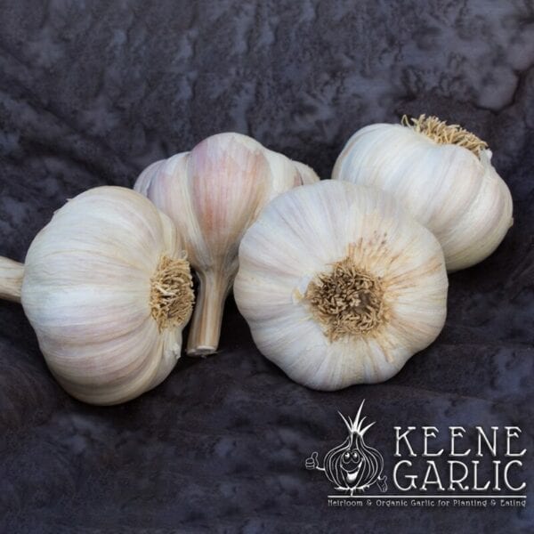 Chamisal Wild Naturally Grown Garlic Bulbs