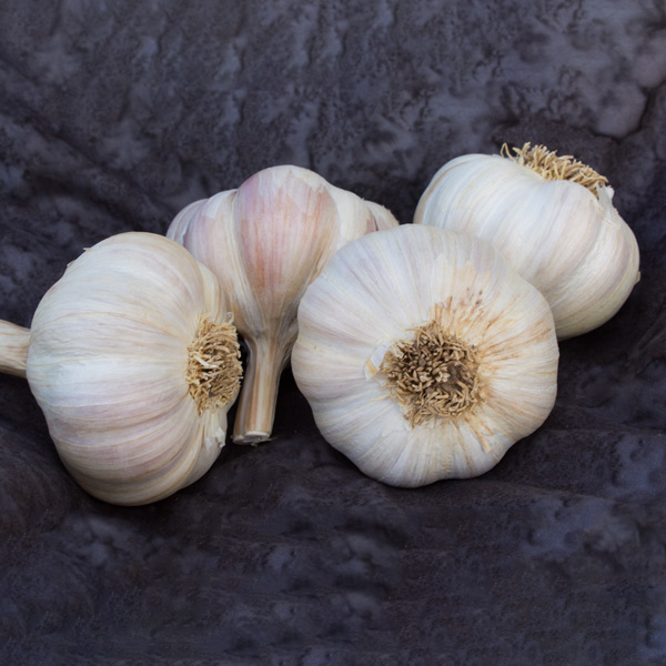 Amish Rocambole Naturally Grown Garlic Bulbs