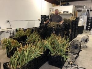 Cure garlic in warehouse