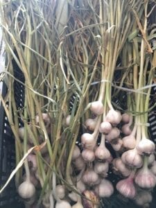 Curing Hardneck garlic braids