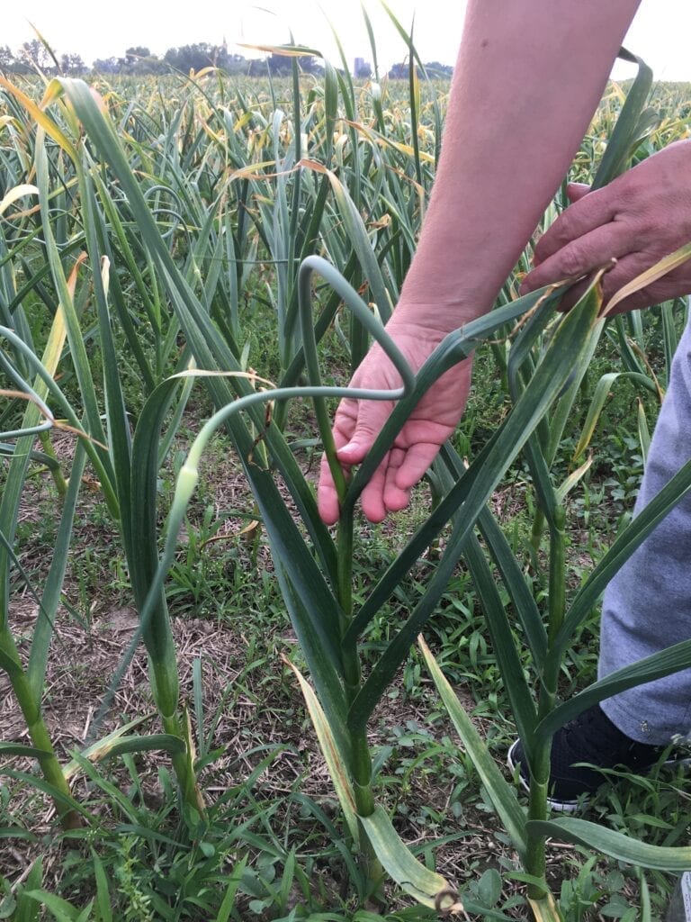 Find where garlic scapes emerges out of plant