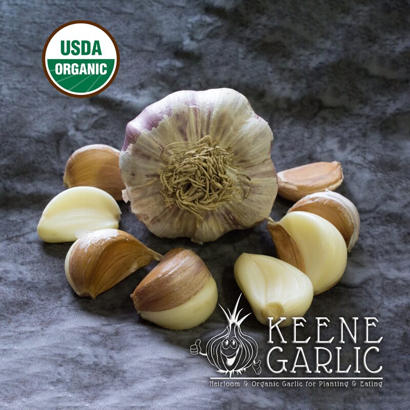 German-Red-Organic-Keene-Garlic