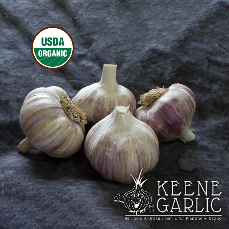 German-Red-Organic-Keene-Garlic