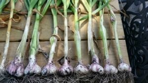 Keene Garlic Customer harvested garlic