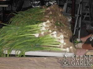 Just-Harvested-Garlic