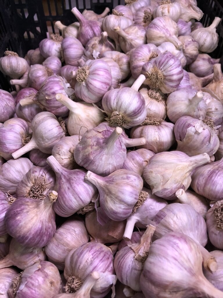 Russian Red Certified Organic Garlic Keene Garlic