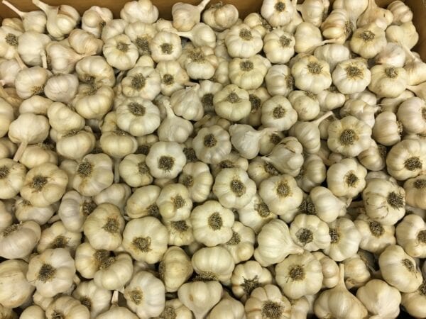 California White Certified Organic Garlic Bulbs