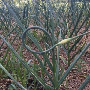 Garlic Scapes - Certified Organic (Ships in June)
