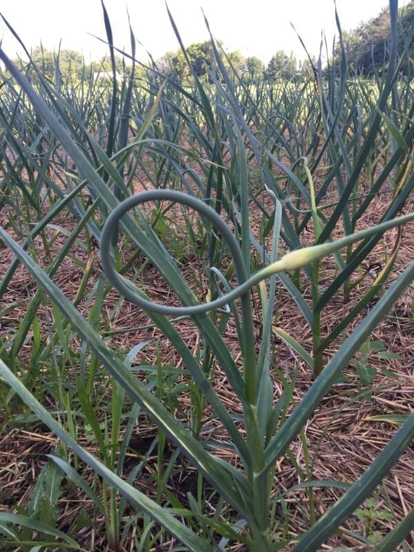 Garlic Scapes - Certified Organic (Ships in June)