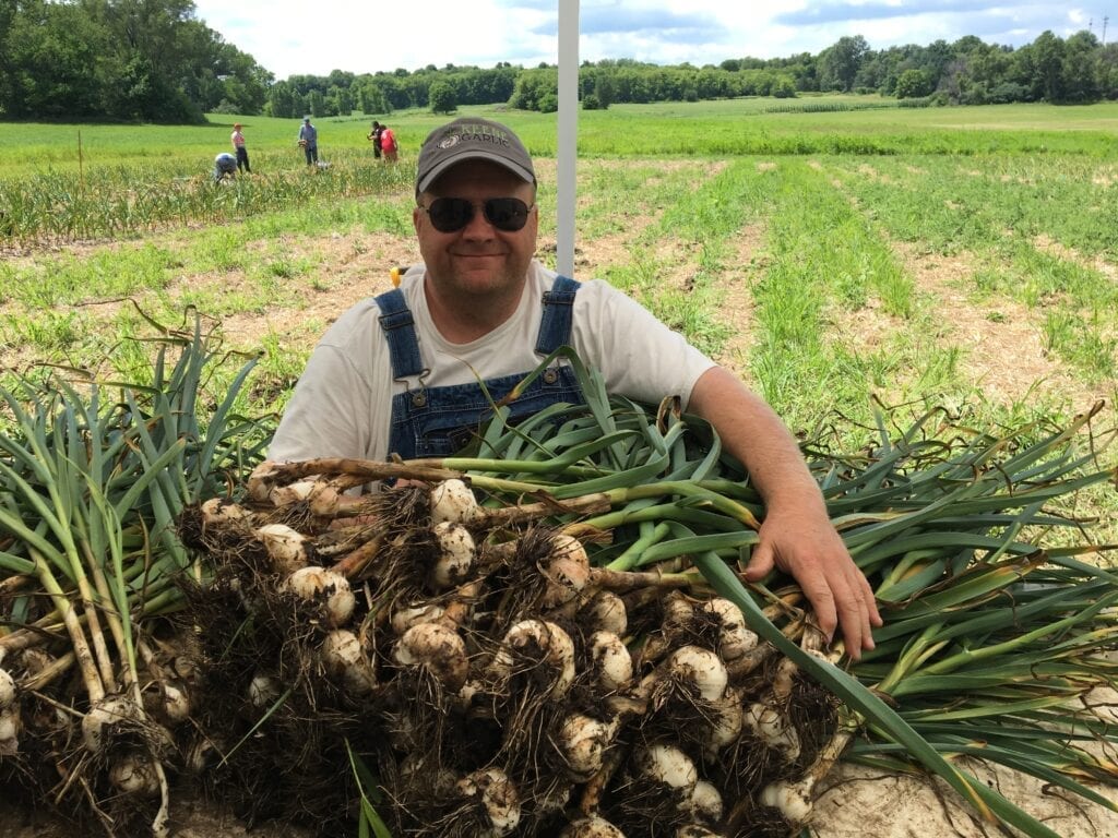 Keene Harvesting Romanian Red Garlic Bulbs