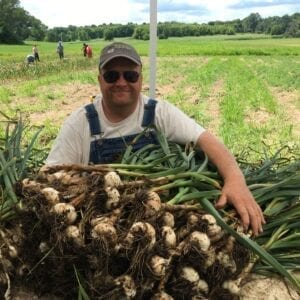 Keene Garlic Harvesting Garlic