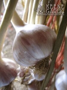 Keene Garlic Curing