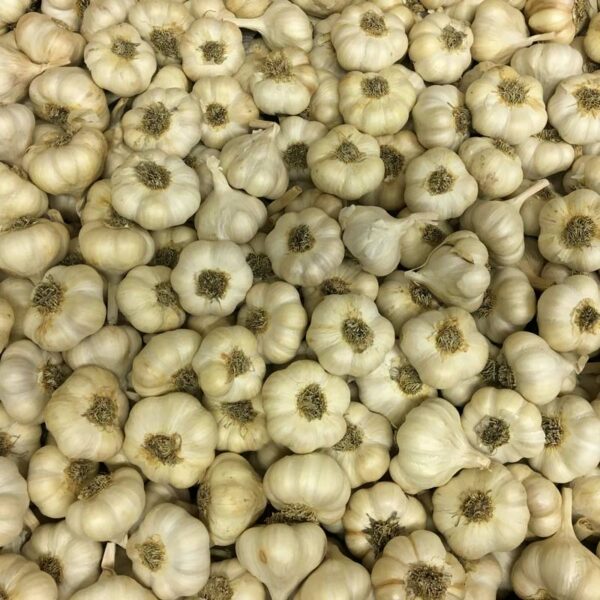 Early Italian Softneck Certified Organic Garlic Bulbs
