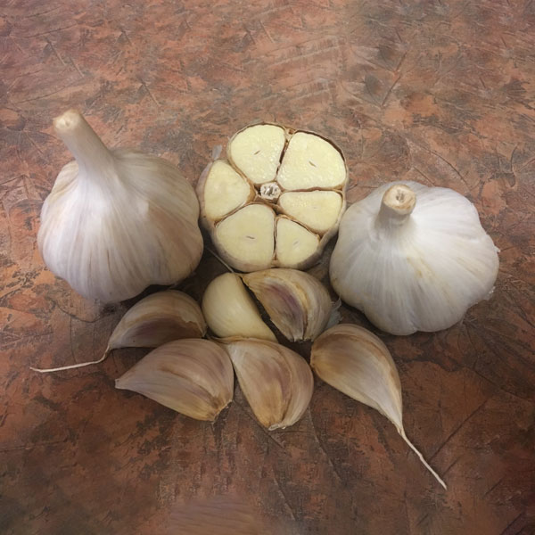 German White Garlic Bulbs 1/2 lb Porcelain Hardneck Garlic to Plant or Eat 