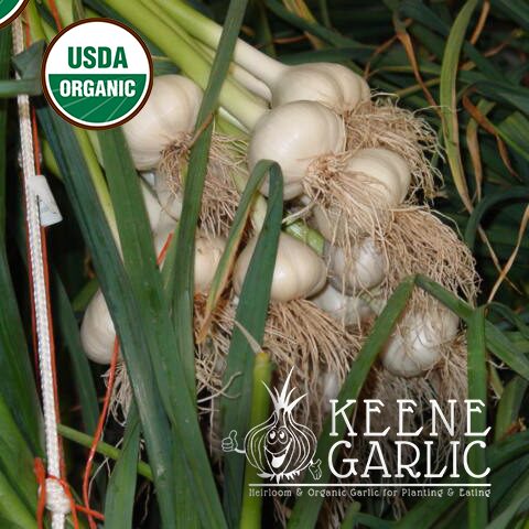 Music-Organics-Keene-Garlic