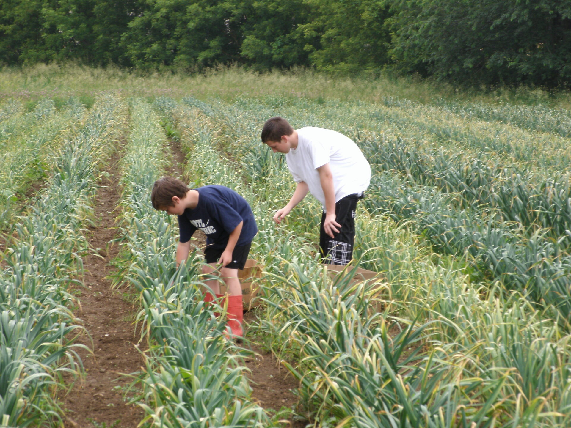 Kids picking garlic scapes at Keene Garlic Field