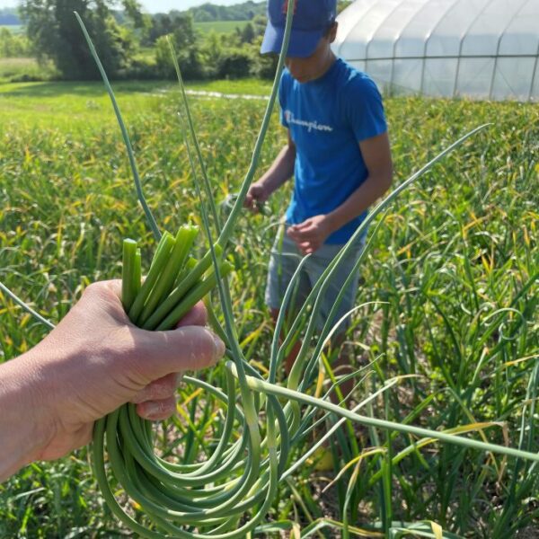 Garlic Scapes Certified Organic