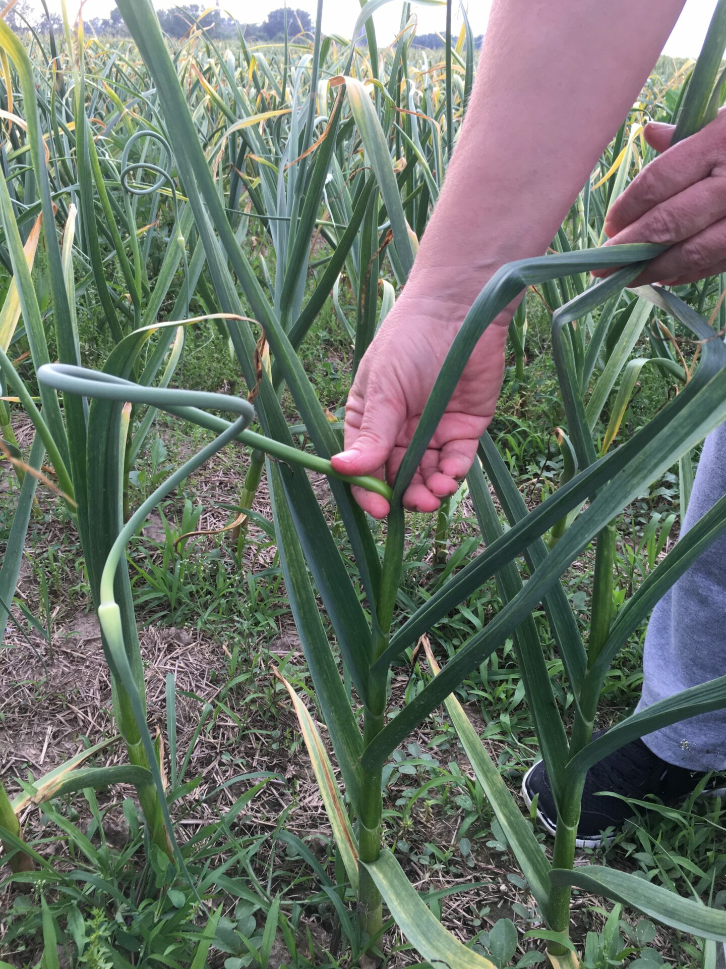 Snap Garlic Scape