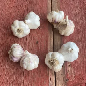 Softneck Gourmet Garlic Sampler 1lb