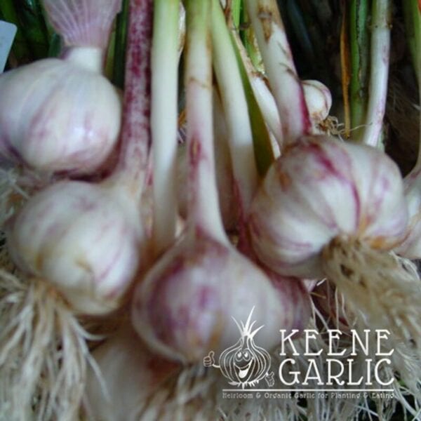 Red Toch Certified Organic Garlic Bulbs
