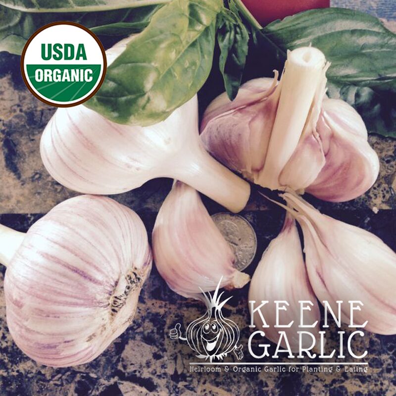 Vietnamese Red Organic Keene Garlic Bulb