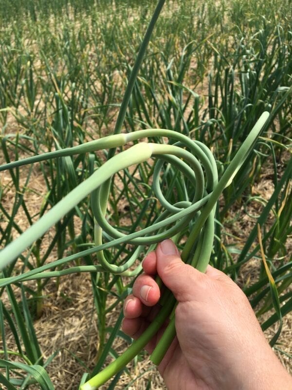 Garlic Scapes Certified Organic