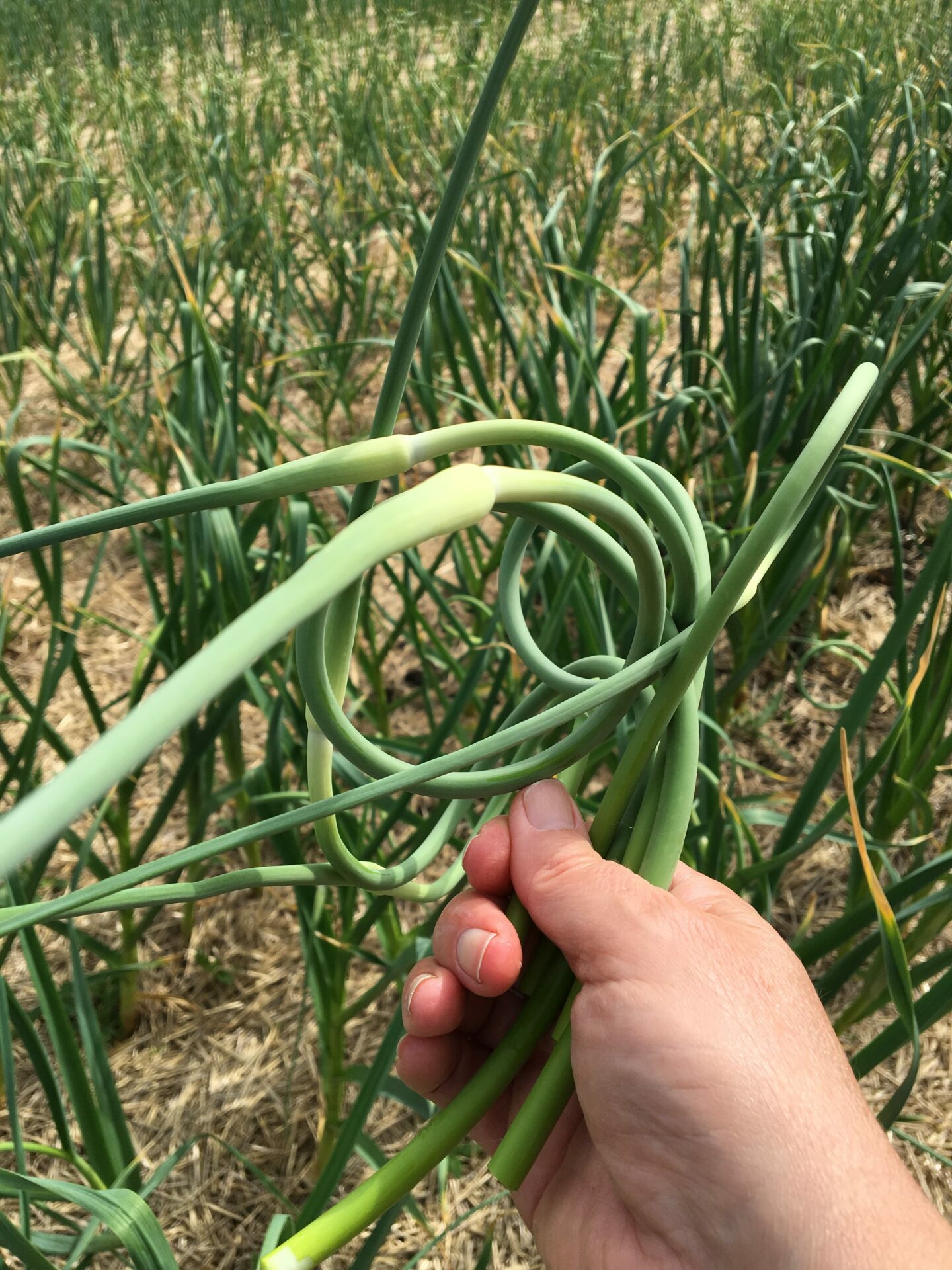 Picked Garlic Scapes