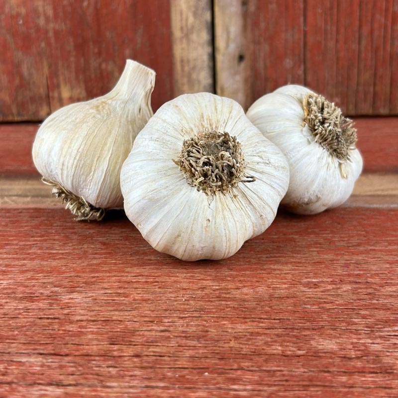 Amish Rocambole Naturally Grown Garlic Bulbs