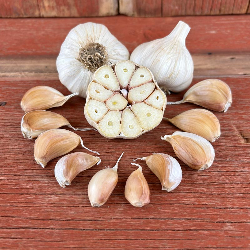 Amish Rocambole Naturally Grown Garlic Bulbs