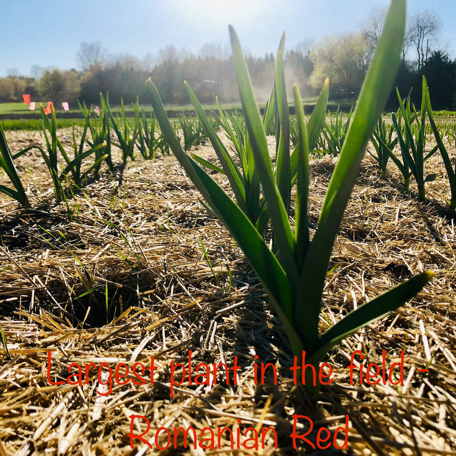 Garlic Field Sprouting in Late April