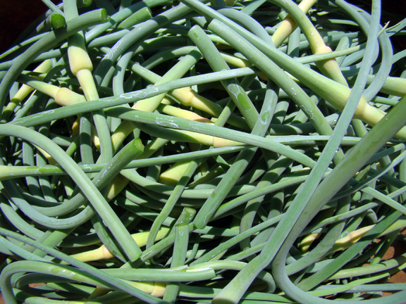 bunch of garlic scapes