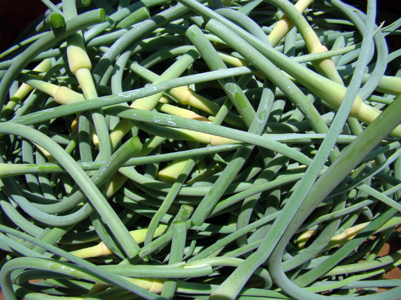 Garlic scapes: preserving by freezing – Gwenfar's Garden and other