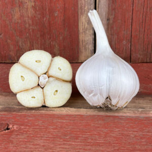 Elephant Gourmet Eating Garlic