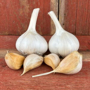 Elephant Garlic - Naturally Grown Garlic Cloves - 1lb