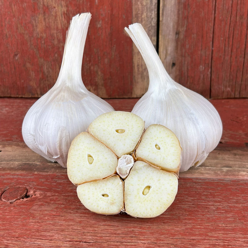 Elephant Garlic Variety - 25 Small Seeds For Planting, Allium Ampeloprasum, Rocambole Type