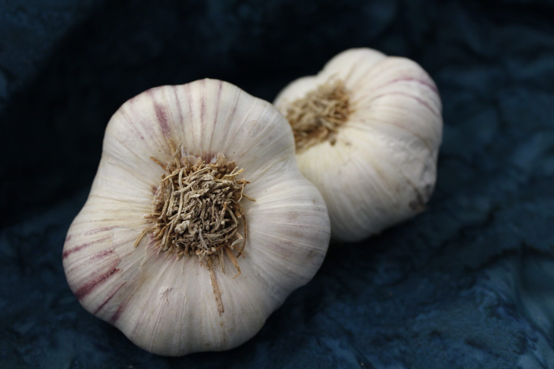 french purple organic softneck garlic