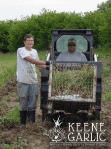Keene Garlic Harvest using bobcat