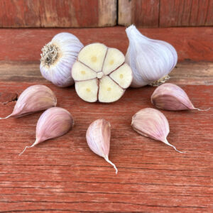 Georgian Crystal Naturally Grown Garlic Bulbs