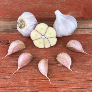 Georgian Fire Naturally Grown Garlic Bulbs