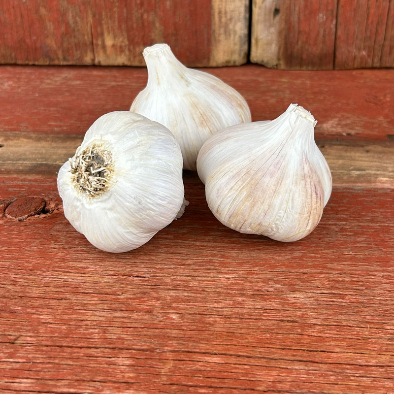 German Extra Hardy Naturally Grown Garlic Bulbs