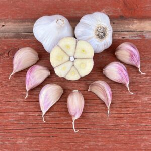 Music Naturally Grown Garlic Bulbs