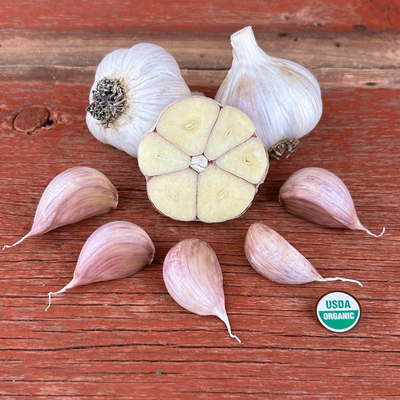 Northern White Certified Organic Garlic Bulbs