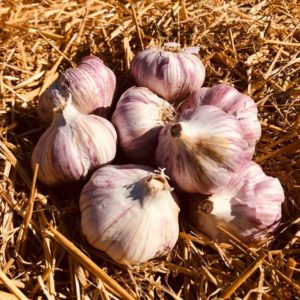 Red Grain Garlic Bulbs