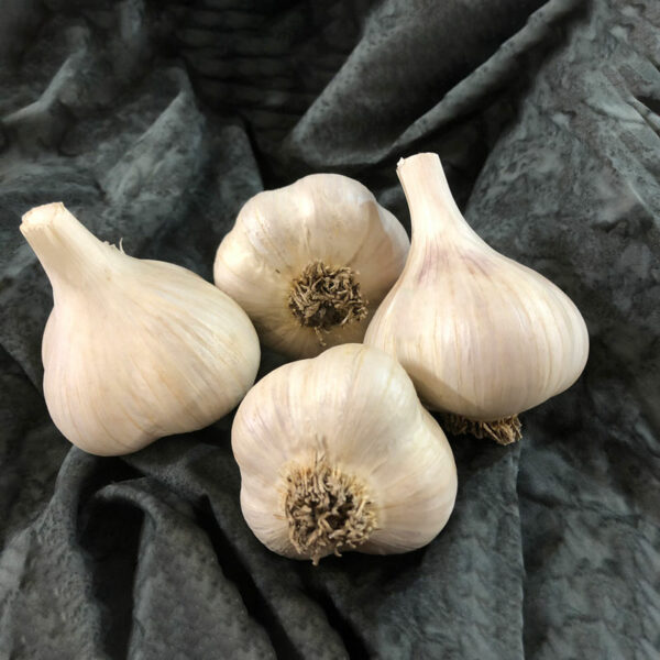 Leningrad Certified Organic Garlic Bulbs